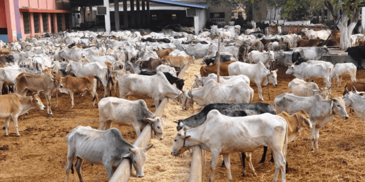 Surprised over terming sacrifice of bovine animals as illegal on Eid: MMU