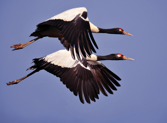 Ladakh declares black-necked crane as its state bird