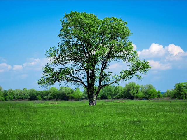 Man Falls To His Death From Walnut Tree in Pulwama