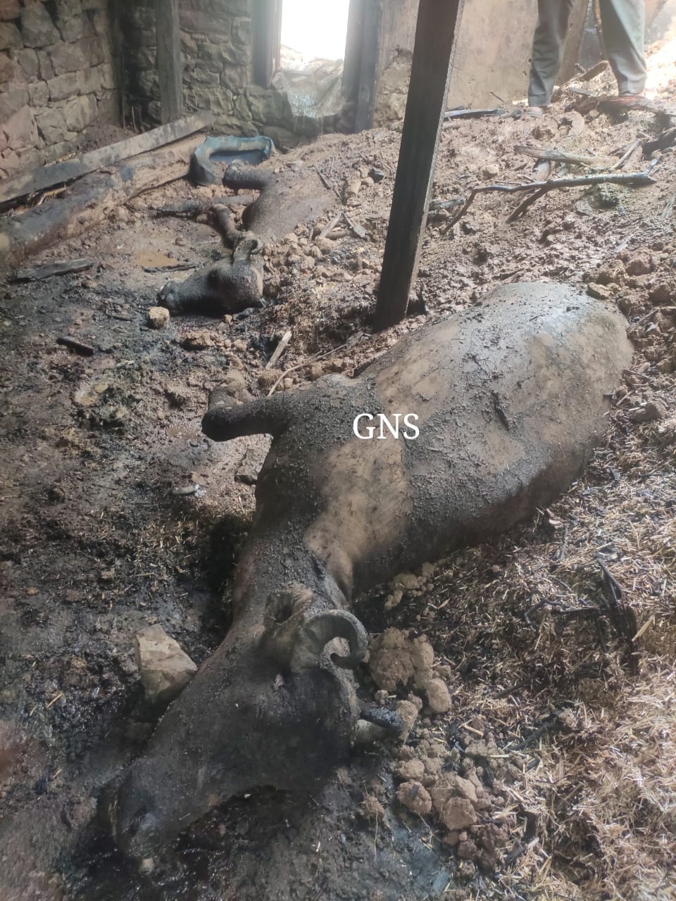2 buffaloes, 3 goats charred alive in Poonch