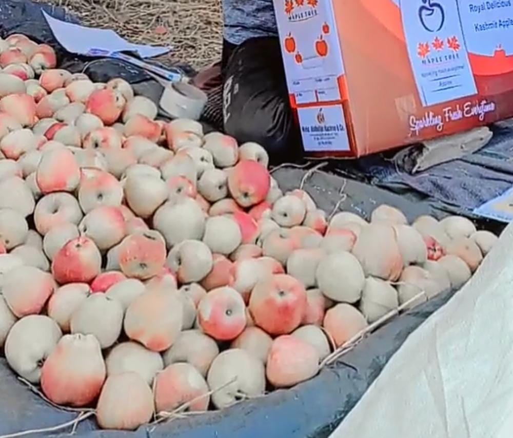 Low demand for fruits worries farmers in Kashmir