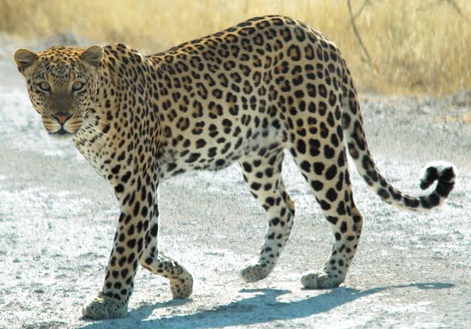 5 Days On, ‘Man-eater’ Leopard in Boniyar Remains Elusive for Search Teams     Maintain Caution, Authorities Urge Inhabitants