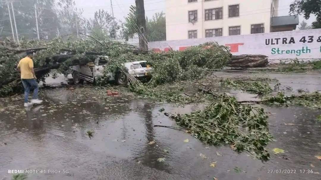 2 Persons Critically Wounded As Poplar Tree Falls On Load Carrier Near Bemina Srinagar