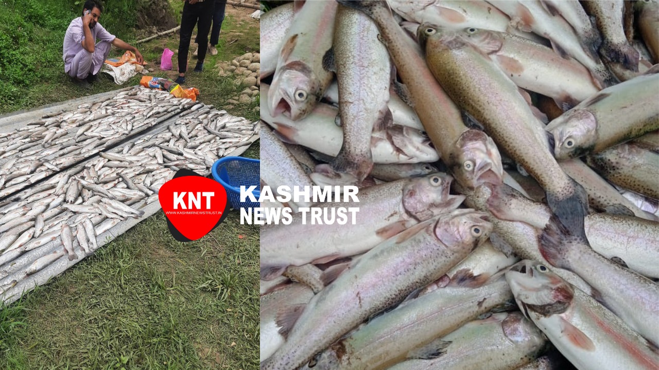 Budgam entrepreneur’s hopes dashed after miscreants poisoned his fish at his fish farm