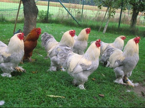Pulwama youth runs world’s most expensive chicken farm     Provides job to six unemployed youth