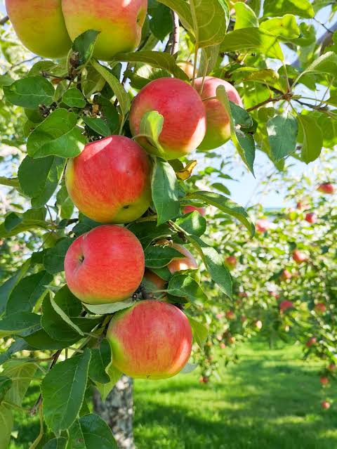 Apple Growers In Handwara Villages Anguished As Outbreak of Diseases’ Post Recent Rainfall Pose Threat to Apple Yield  Horticulture Department Urges Orchardists ‘Not to Worry’, Issues Advisory