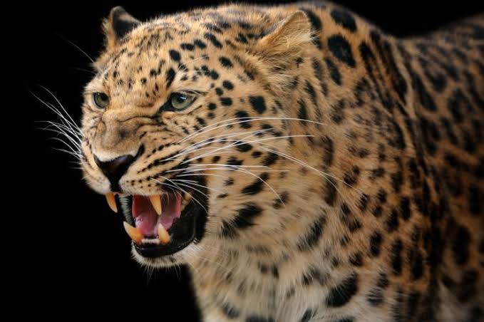 Minor girl injured in leopard attack in Uri, hospitalised