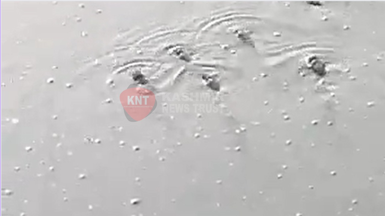 Depletion of Oxygen in Kashmir waterbody killing fish thick and fast