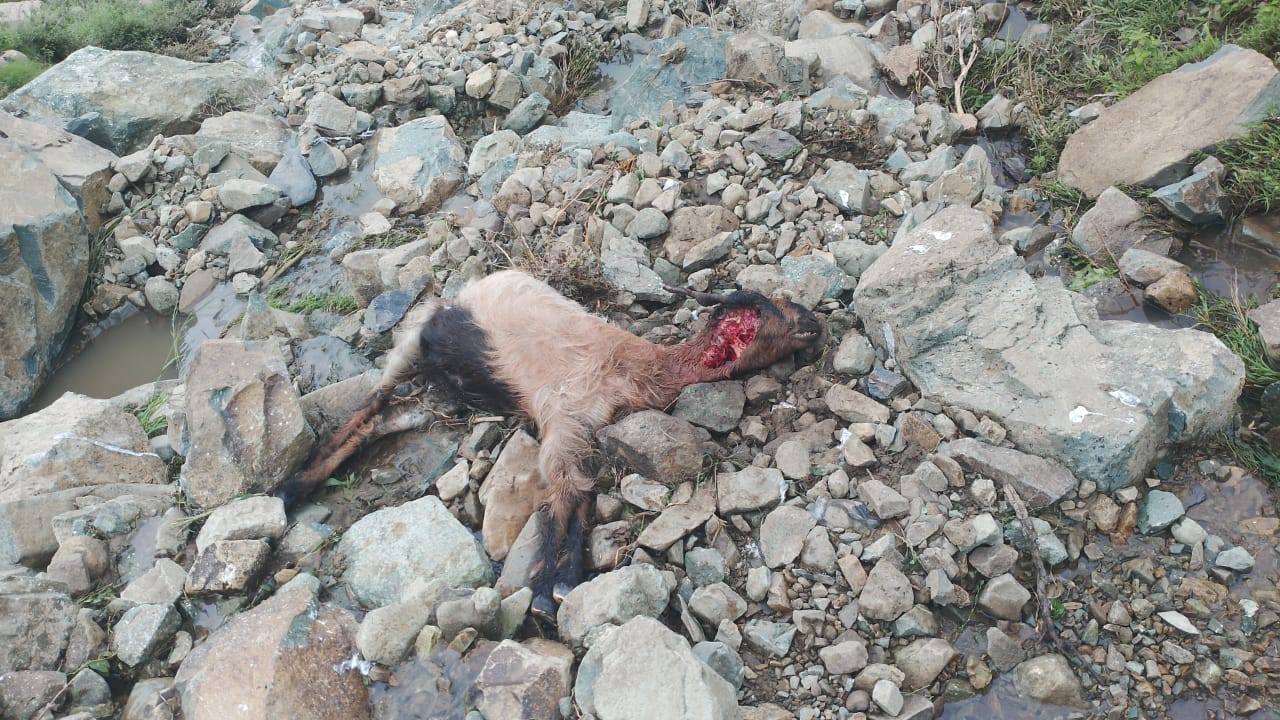 Landslide damages shepherd’s mud house in J&K’s Ramban, 80 animals killed