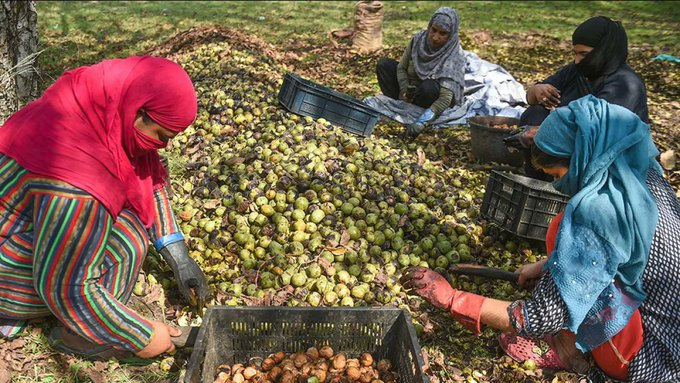 Intrusion of Californian walnuts in Indian cities cast shadow on Kashmir’s walnut produce