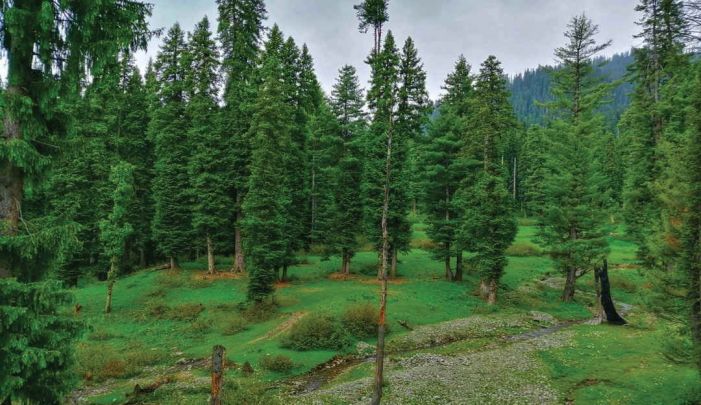 Amid rise in wild animal attacks, wildlife deptt issues advisory for people in North Kashmir