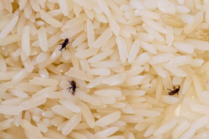 Insects found in rice served to kids in ICDS centres at Sopore
