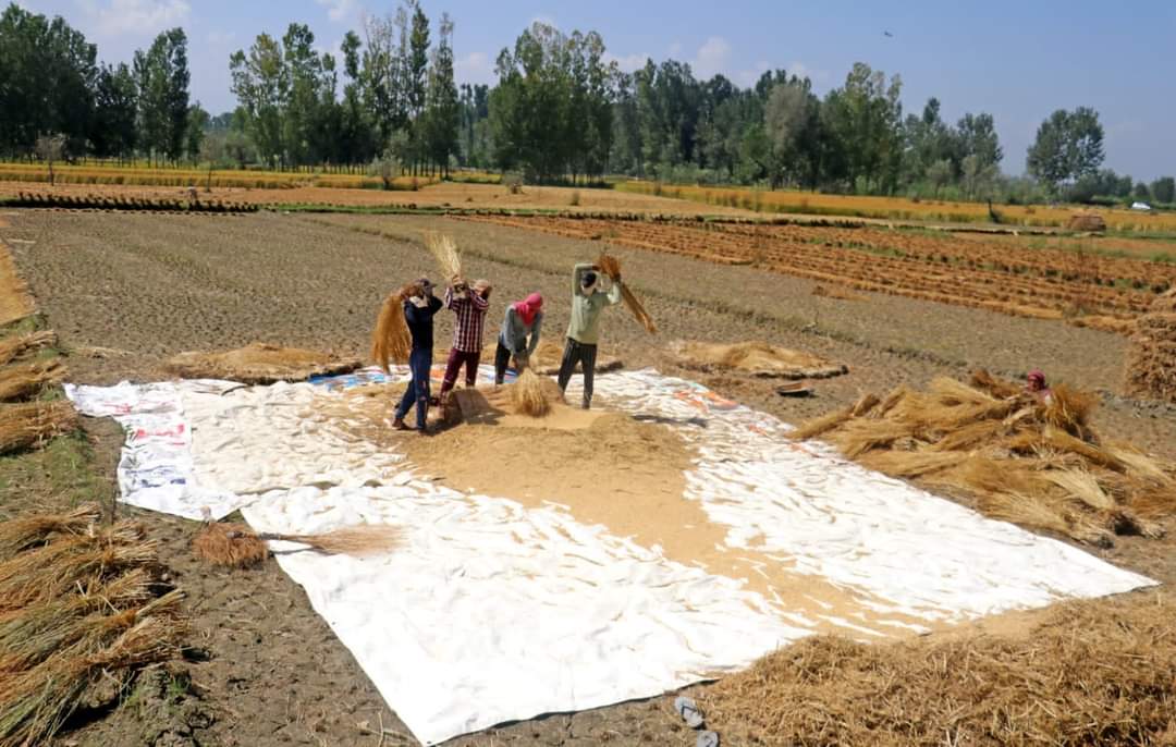 25 percent paddy land in Kashmir hit by irrigation shortage this year: Officials