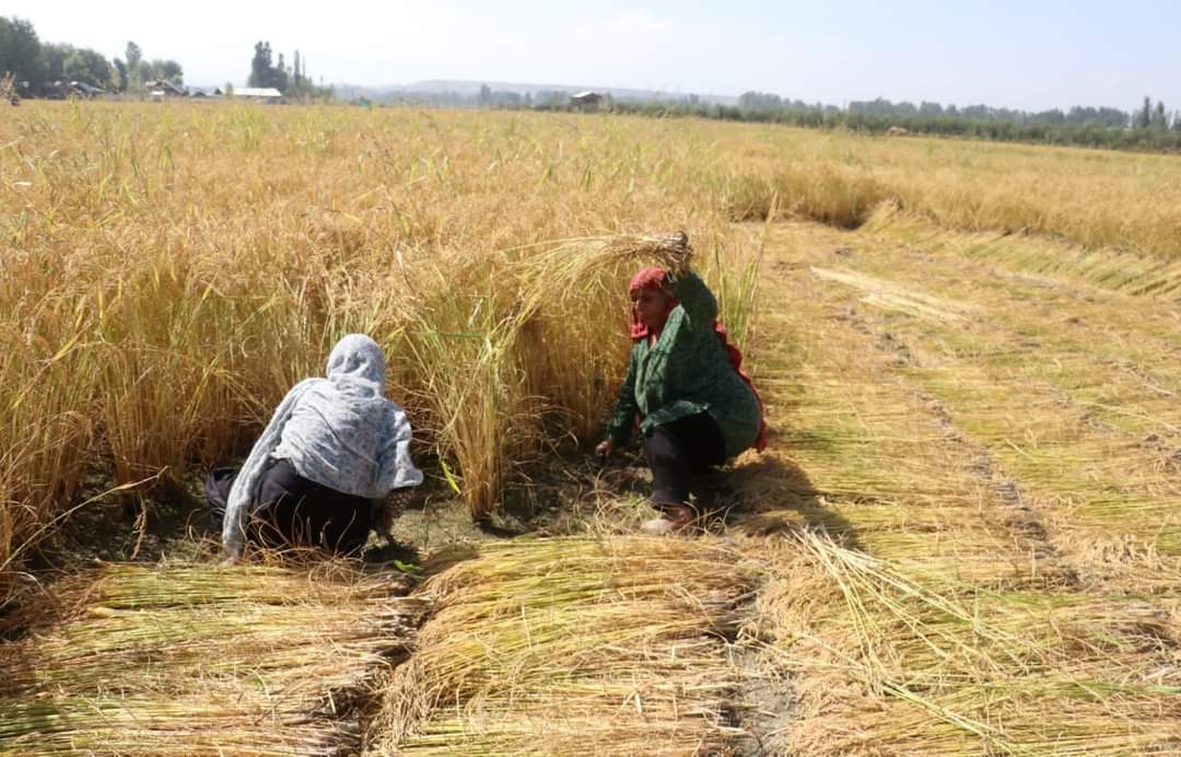 MeT forecast mainly dry weather in J&K