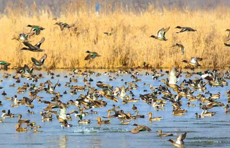 Kashmir wetlands expected to host 8 to 10 lakh migratory birds this season
