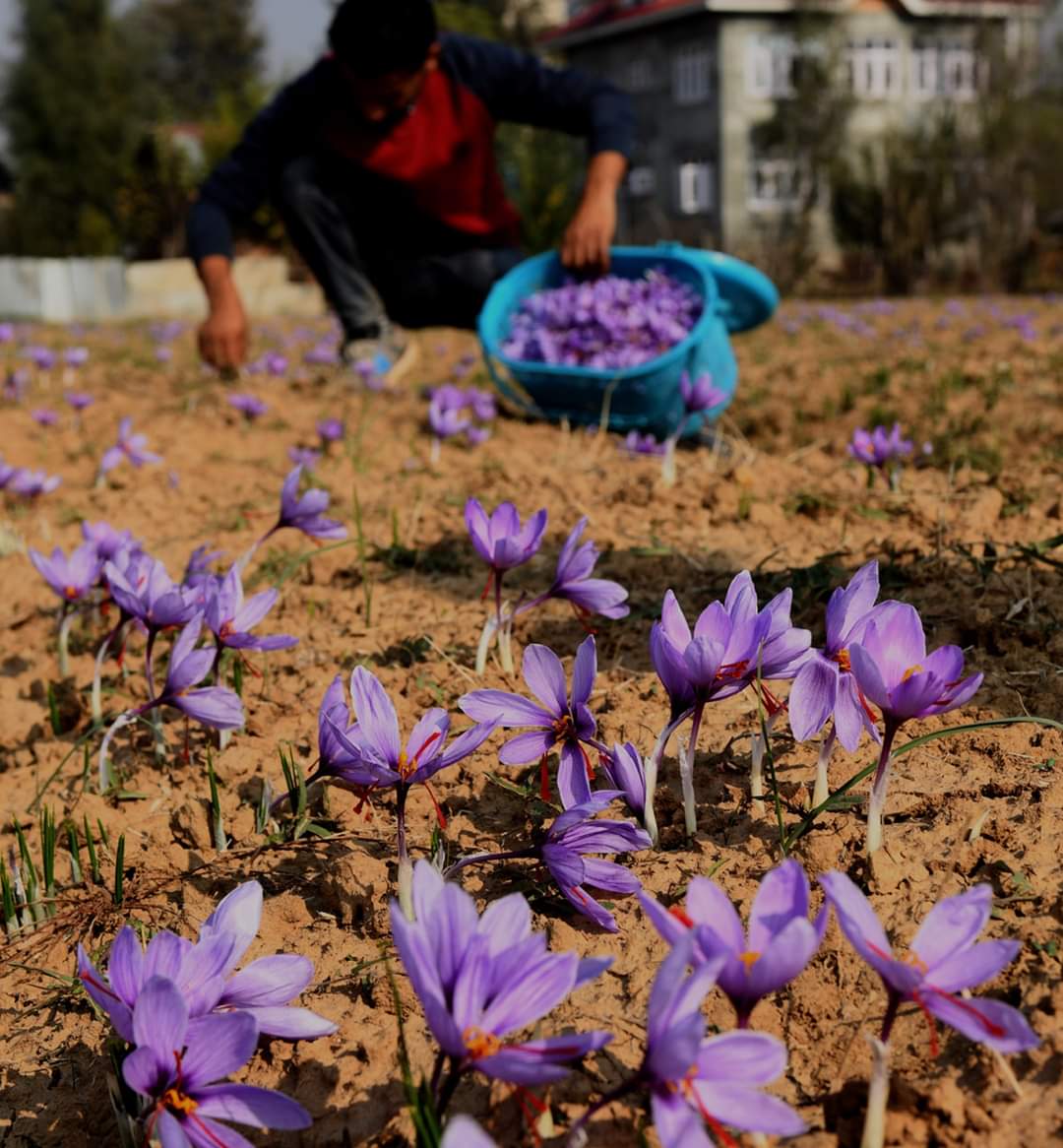 Indoor saffron cultivation a reality, showing positive results in Kashmir