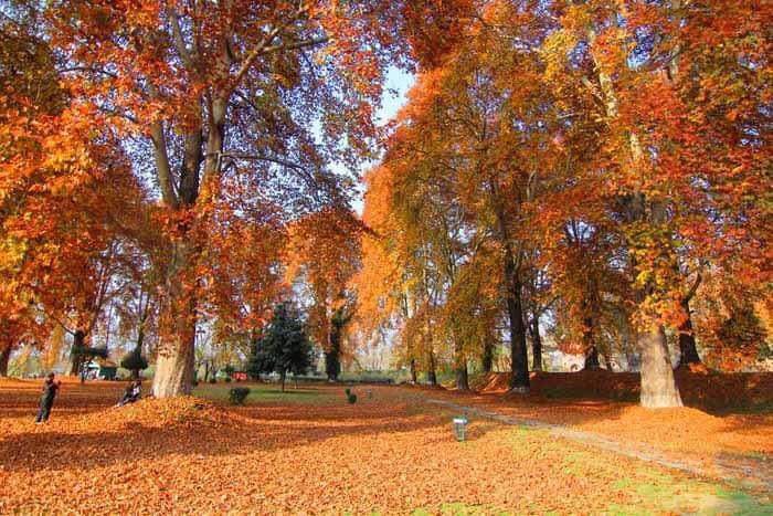 “Truly heaven”, says mesmerised tourists visiting J-K in autumn