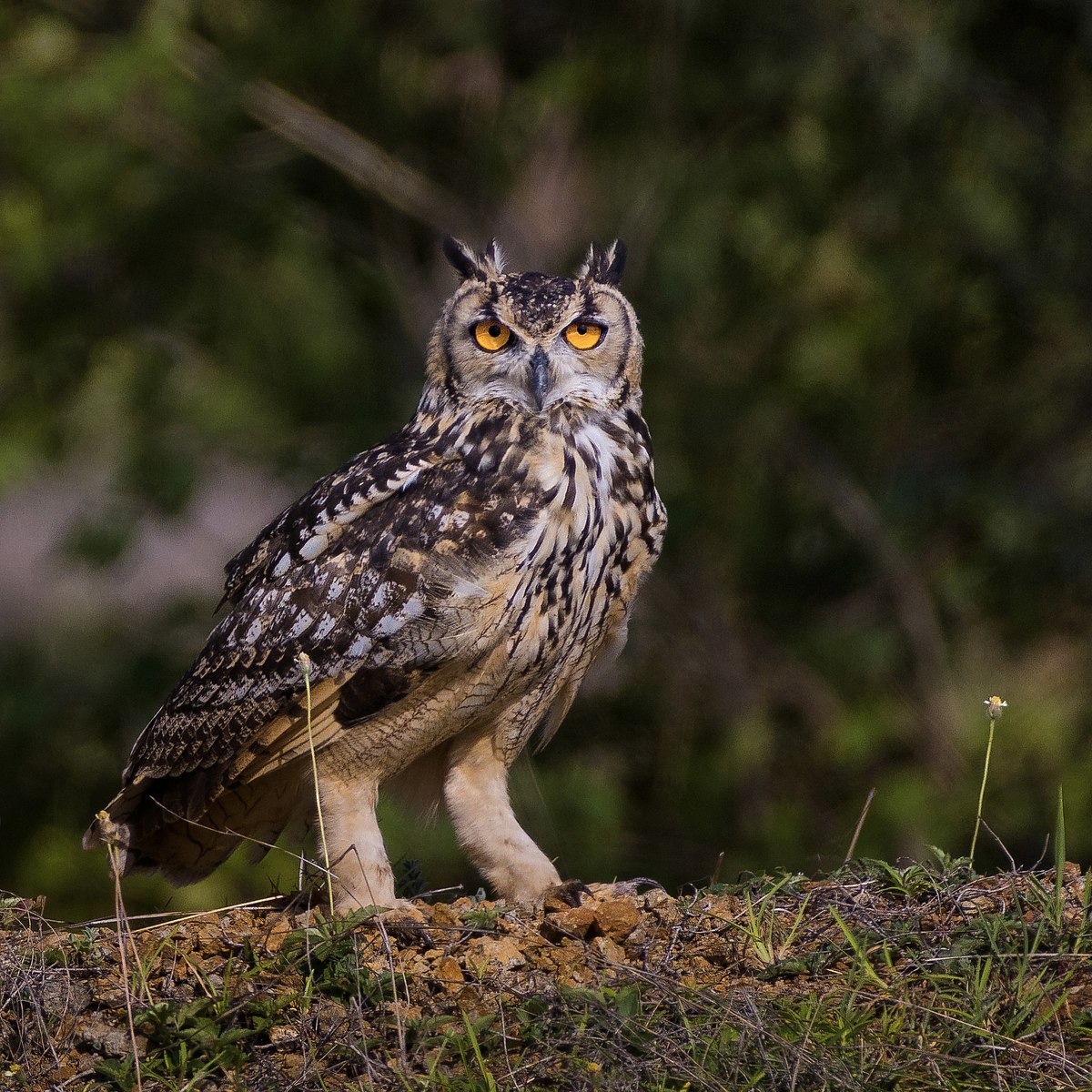 Kashmir’s Food Street ‘Bati Gali’ stares at closure as footfall dips