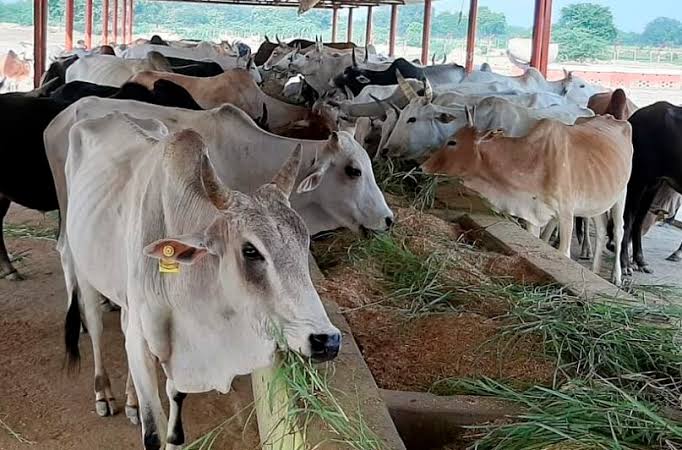Govt lifts ban on intra, inter district movement of bovines, import of elite dairy animals from outside J&K