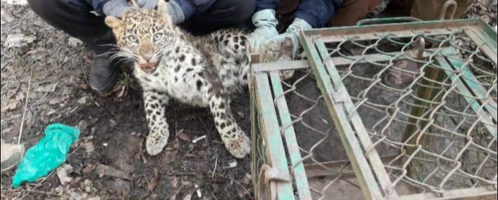 Wildlife Department Captures Semi-adult Leopard in Gopalpora Anantnag