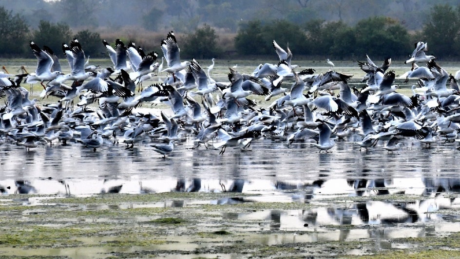 World Wetland Day: Encroachment, pollution, poaching major challenges, says Wildlife Dept