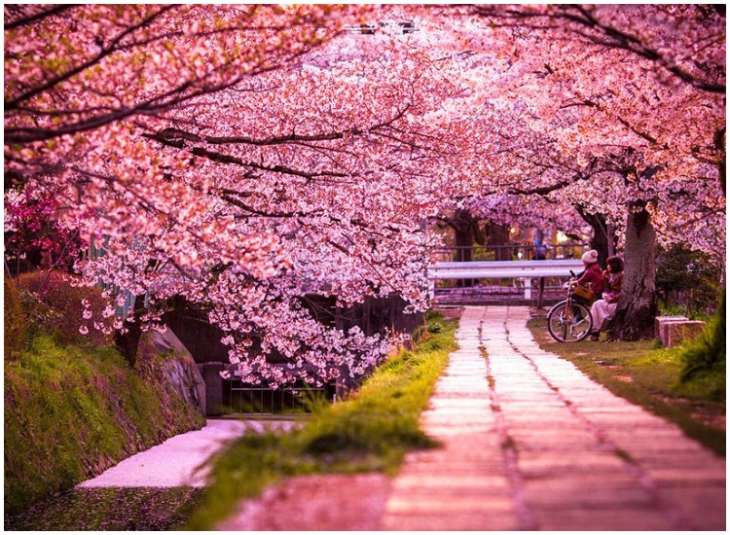 Srinagar to get Japanese Cherry Blossom Theme Garden