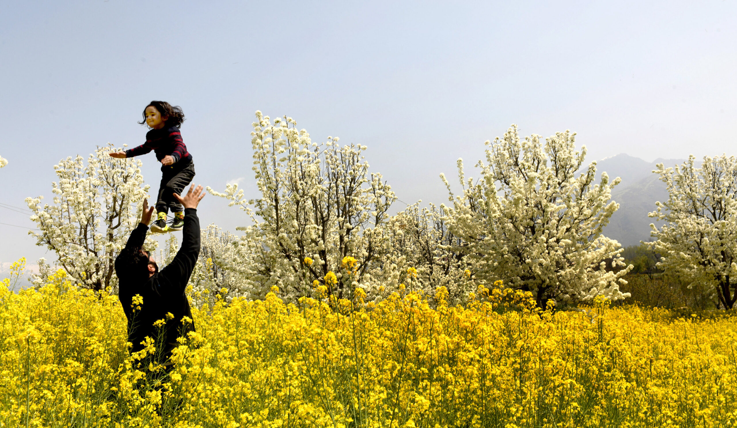 Tourists throng mustard fields in Kashmir for leisure, photography
