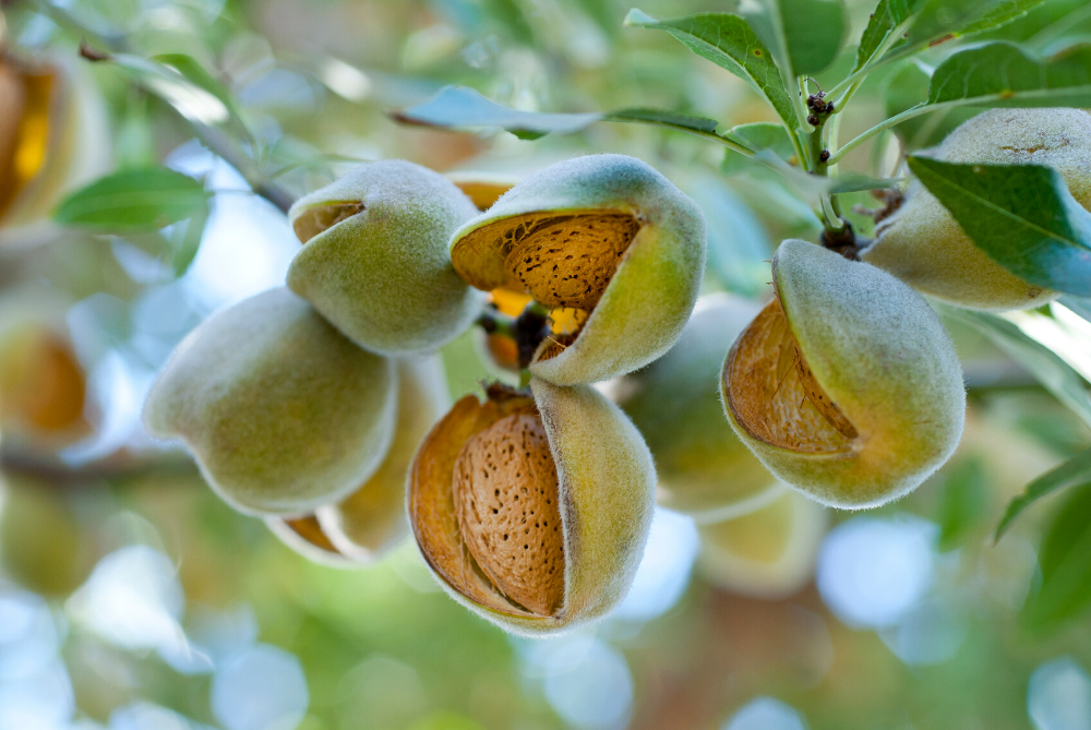 Almond industry on the verge of decline in Pulwama