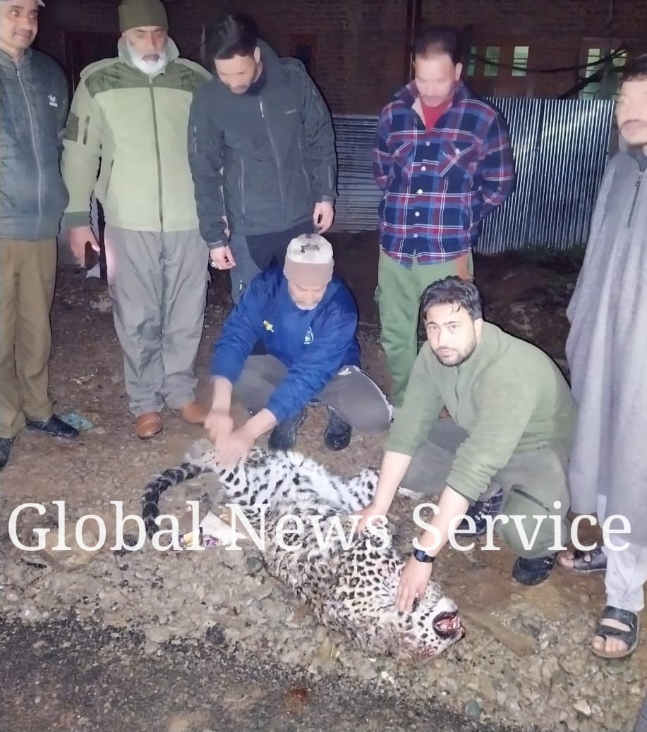 Leopard Trying to Cross Road Hit By Unknown Vehicle in Achabal Anantnag, Dies