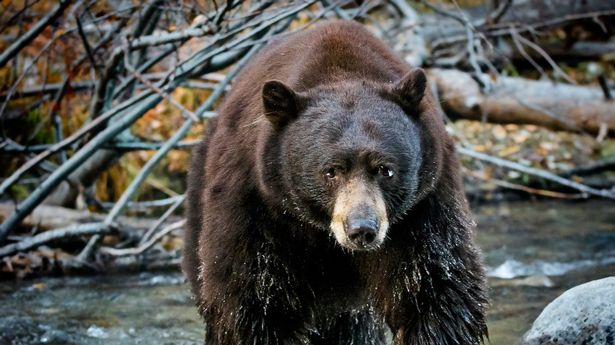 Introduced in 1840’s by Maharaja for hunting; Wild boars stage massive comeback in Kashmir