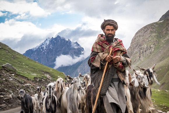 Gujjars, Bakerwals continue annual migration to Kashmir’s upper reaches