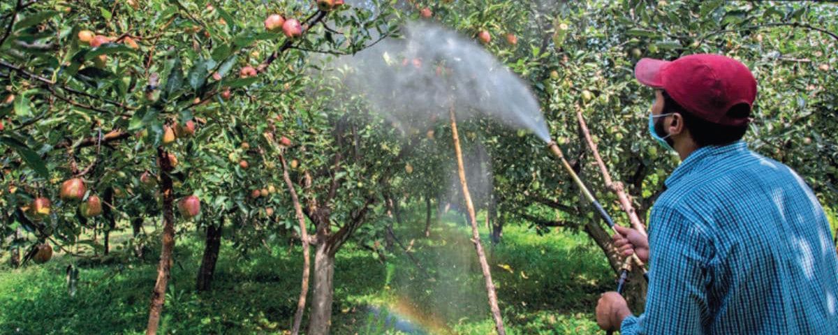 Spray fungicide before rains to avoid scab: Experts to Orchardists
