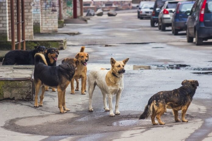 Canine horror in Kashmir: 6,875 cases reported at SMHS Hospital’s anti-rabies clinic in last one year