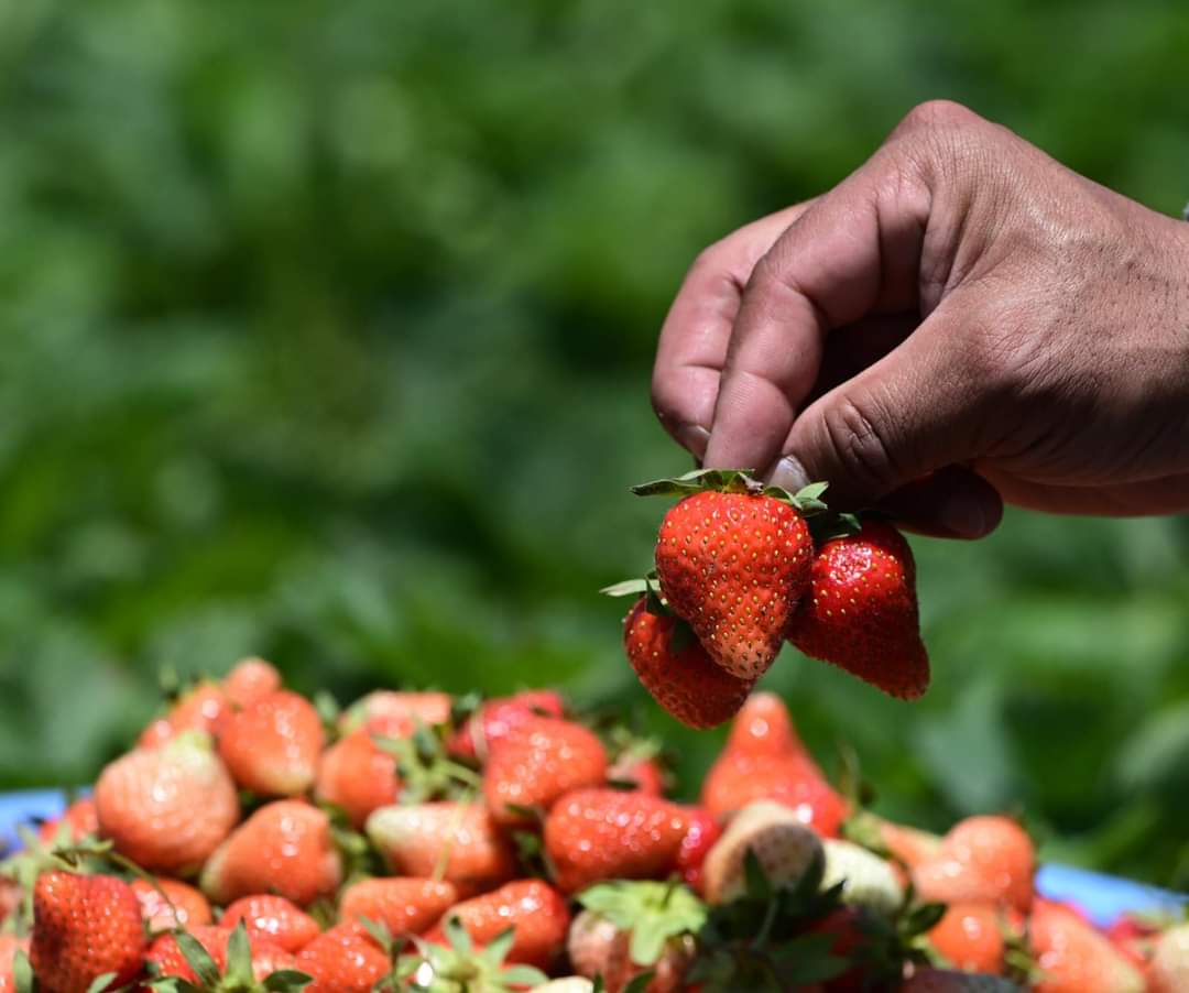 Harvest of season’s first fruit, strawberries, in full swing