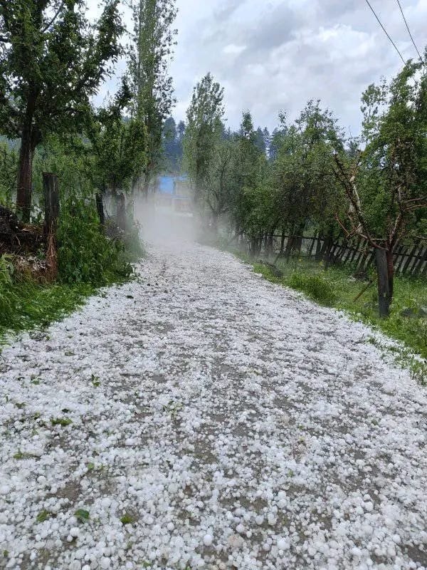 Hailstorm Wreaks Havoc to Orchards, Crops Across North Kashmir
