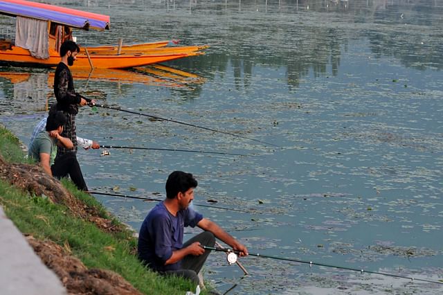 Thousands of fish found dead in Dal Lake