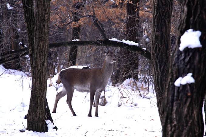 Endangered Hangul population shows ‘marginal increase’ in Kashmir; challenges remain: Survey