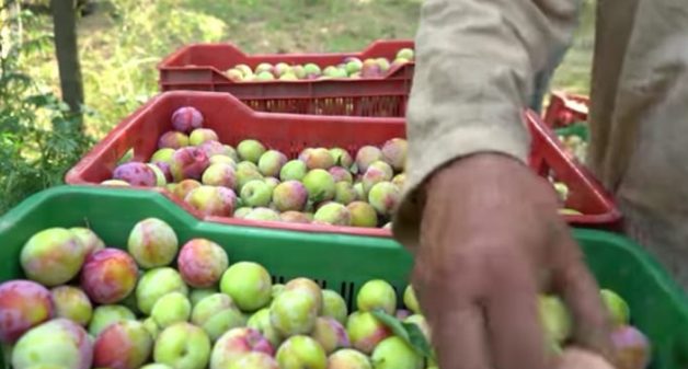 In a first, Plum to be kept in cold storage units in Kashmir