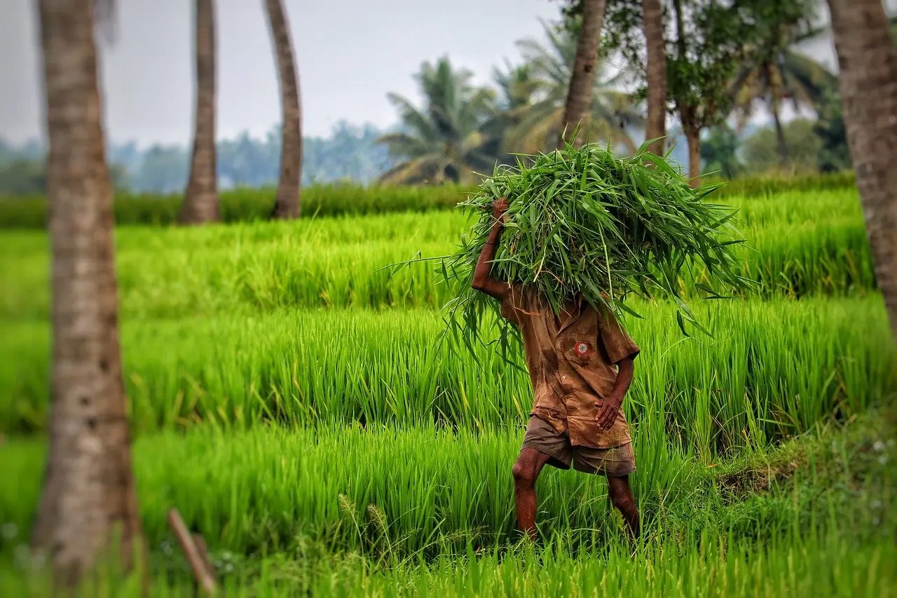 Incessant rains lave Kupwara farmers in stress