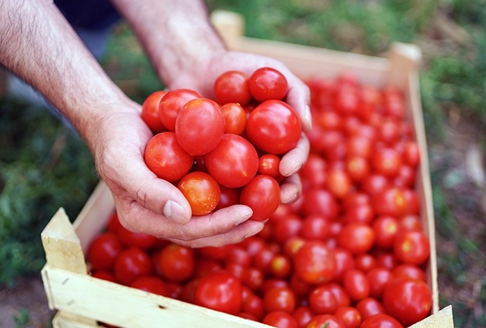 ‘No more tomato shortage in valley, prices go down’