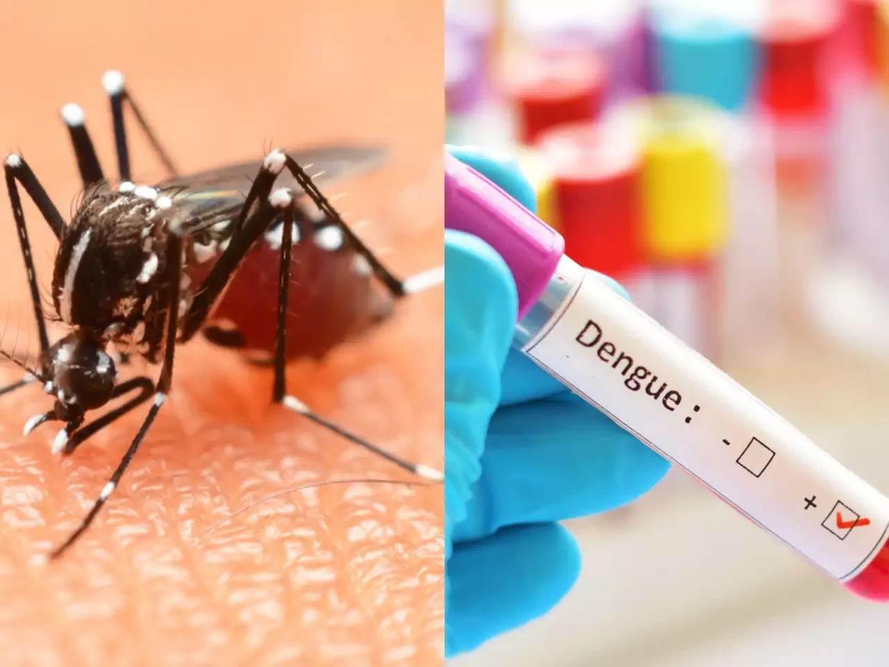 144 dengue cases reported in J&K this year so far