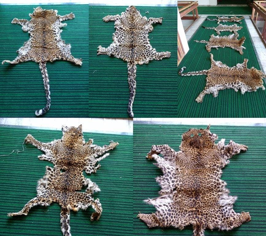 Eight including J&K cop arrested by DRI with four leopard skins