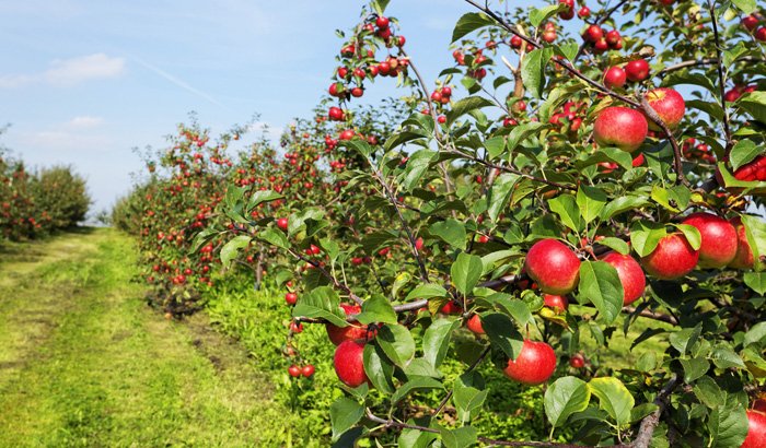 Kashmir growers replace traditional orchards with high density apple