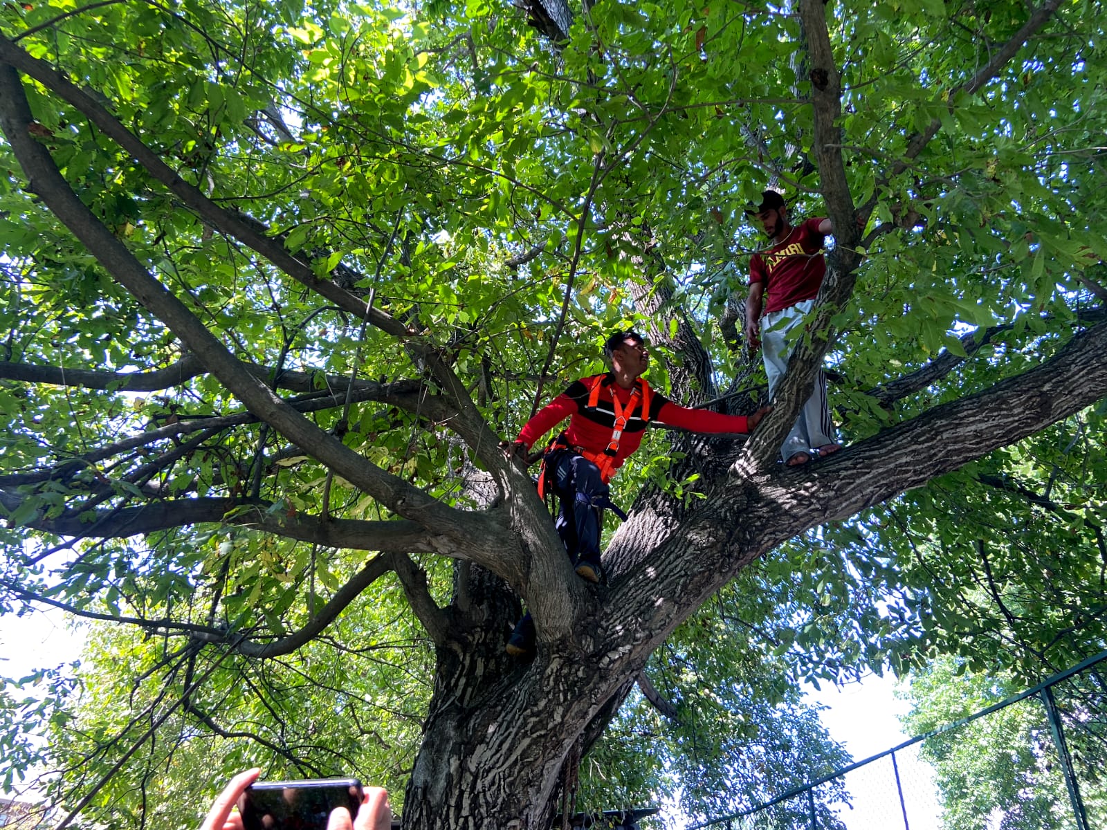 Kerala man trains farmers in Kashmir tree climbing skills
