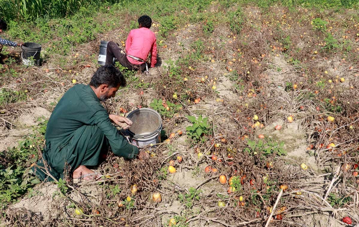 This entire village in Kupwara grows tomatoes, seeks govt’s help in fixing ‘genuine’ rates