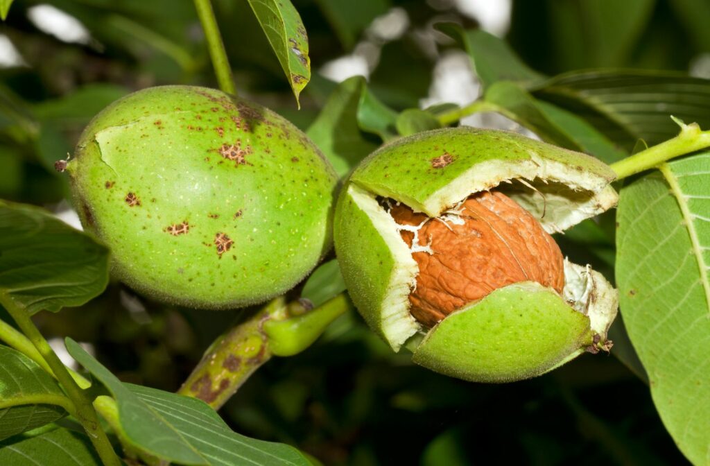 Californian, Chinese, Chile walnuts invade markets, affect Kashmir’s walnut industry