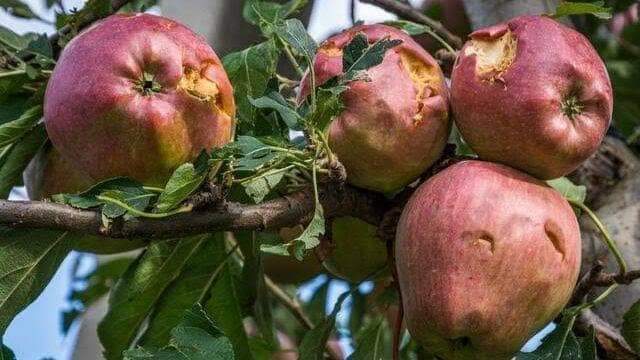 Hailstorm causes widespread damage to Kashmir orchards, say growers