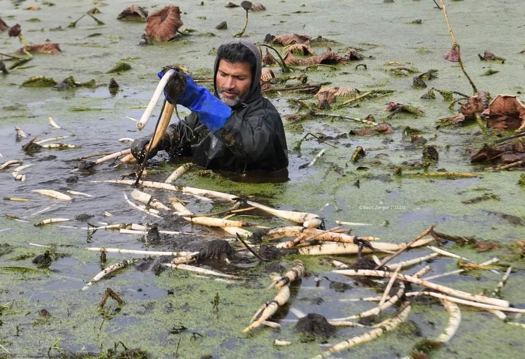 Nadur production on decline due to rising water pollution
