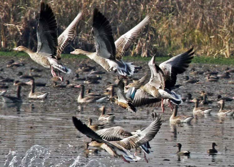As winter sets in, migratory birds flock to Kashmir