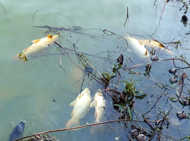 Over 2000 fish die in Mansar Lake during last 4 days